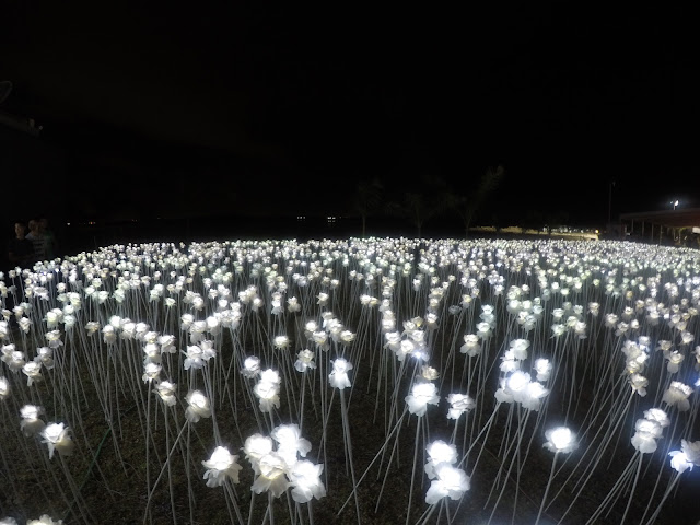 10000 roses