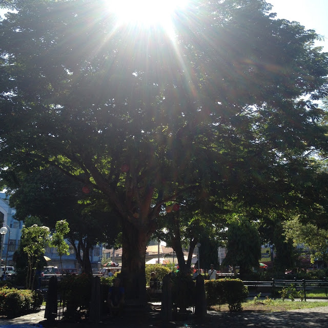 Bacolod City Plaza in Negros Occidental Philippines Manuel L. Quezon's tindalo tree at the Bacolod City Plaza