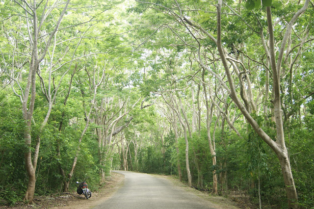 Salagdoong man-made mahogany forest in Maria Siquijor Philippines
